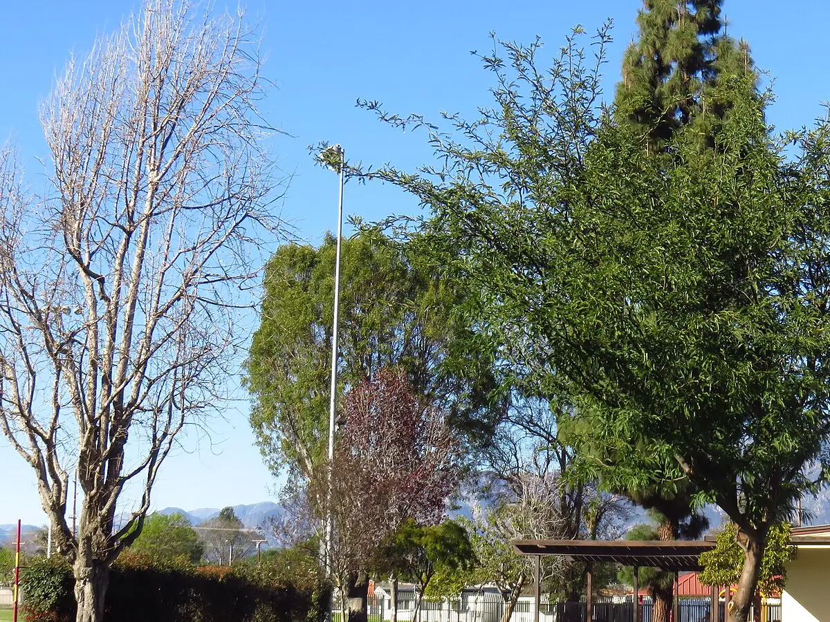 A park in Rosemead with shade trees, picnic shelters and the San Gabriel Mountains in the distance
